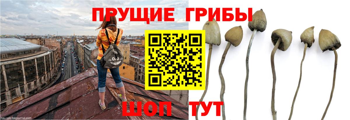 Галлюциногенные грибы Psilocybine cubensis Саратов